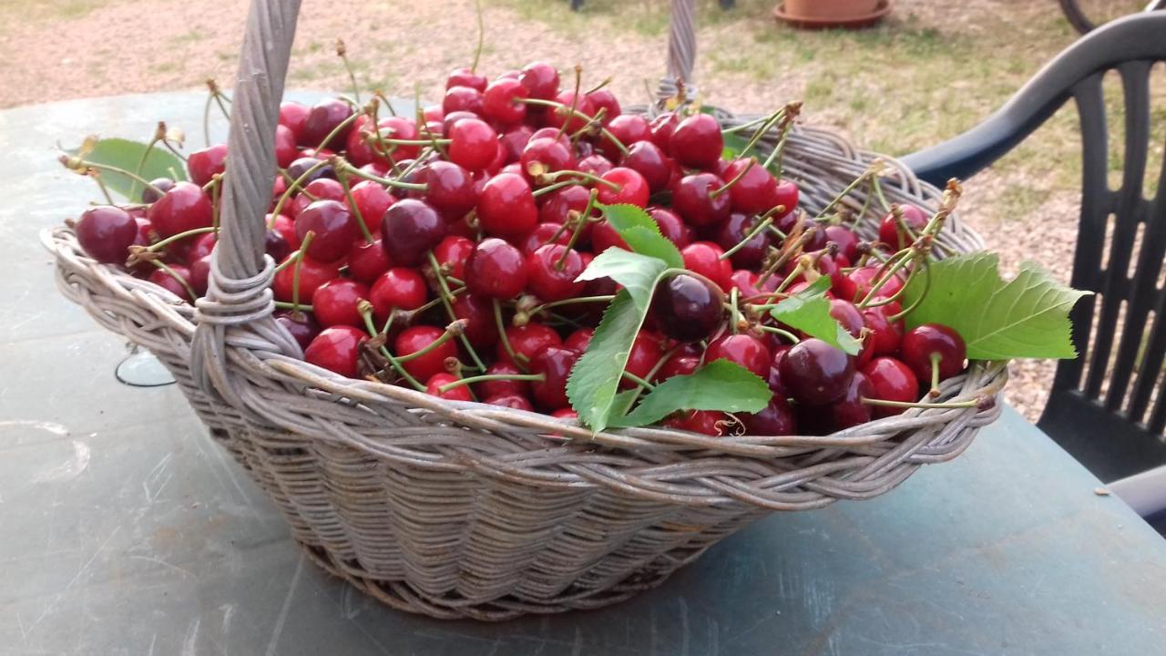Podere Ficareto Farm Ancaiano Eksteriør bilde